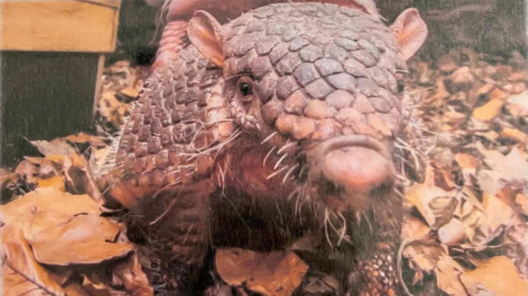 Sechsbinden-Gürteltier mit dem Namen Ricardo 